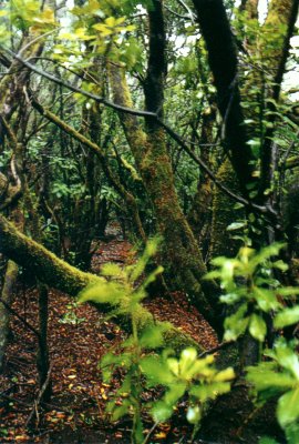  The damp primeval forest 