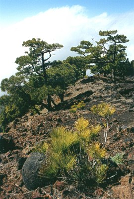  The forest 1500m above sea level 