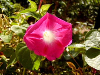  Botanick� zahrada v kl�teru Paleokastritsa 