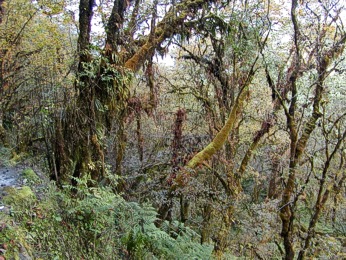  Pvodn prales cestou do Jiri (1955m) 