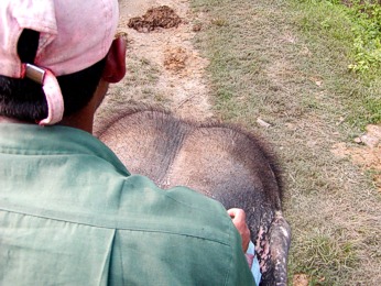  Vhled ze slona pi safari v NP Chitwan 