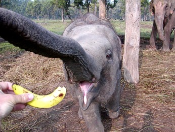 Prosme nekrmte slony banny 