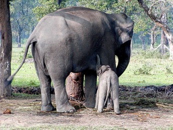  Prosme nekrmte slony mlkem 