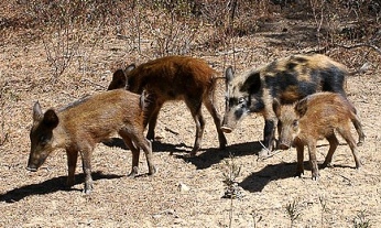  Divok prasata na ostrov Caprera 