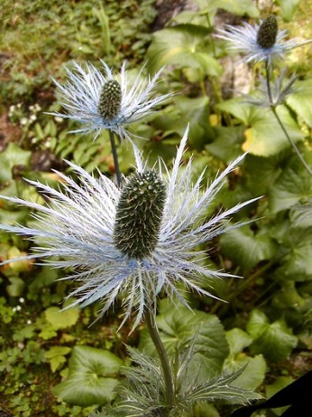  Botanick� zahrada Alpinun Juliana 