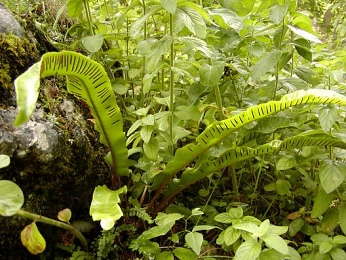  Botanick� zahrada Alpinum Juliana 